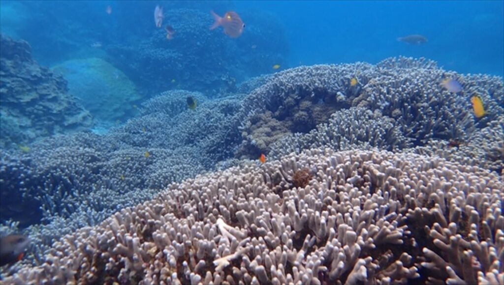 気がつけば島好き